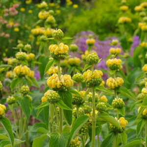Phlomis russeliana