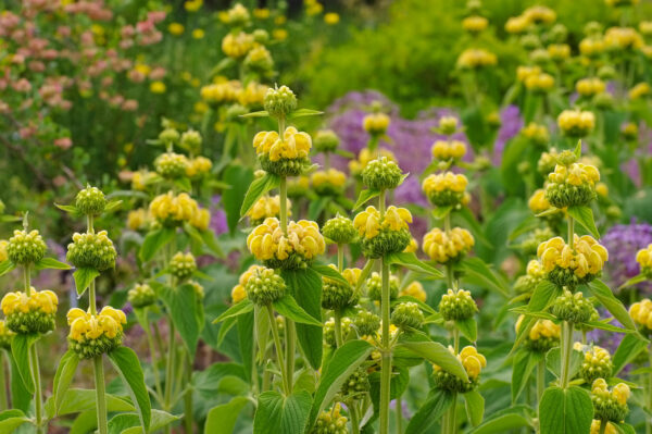 Phlomis russeliana