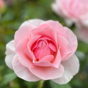 Rosa 'happy silver wedding'