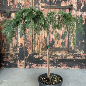 Cedrus deodara feelin' blue 1/4 Standard