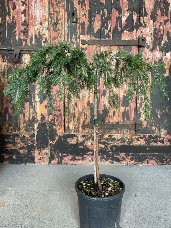 Cedrus deodara feelin' blue 1/4 Standard