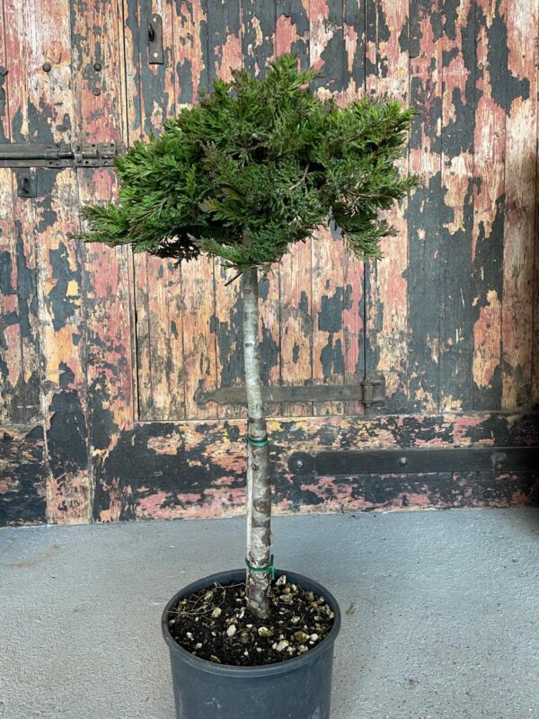 Juniper 'Prince of Wales' 1/4 standard 40cm stem