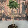 Juniper 'Blue Pacific' 1/4 standard 40cm stem - 10L 40cm stem