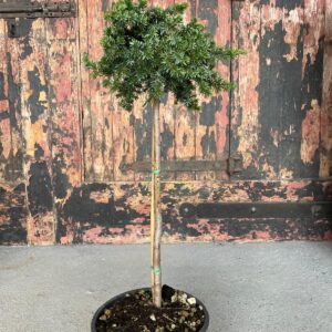 Juniper 'Blue Pacific' 1/4 standard 40cm stem
