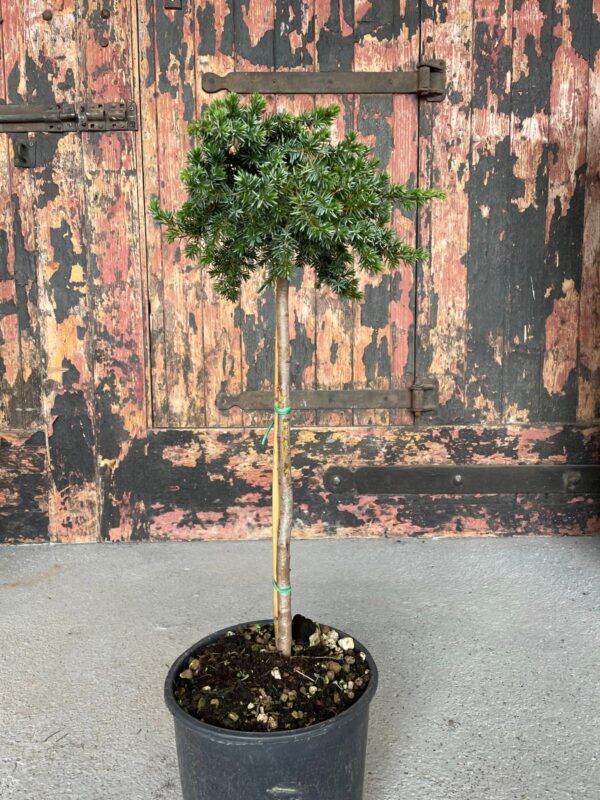 Juniper 'Blue Pacific' 1/4 standard 40cm stem