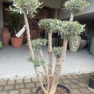 Olea europaea / Olive Multiball