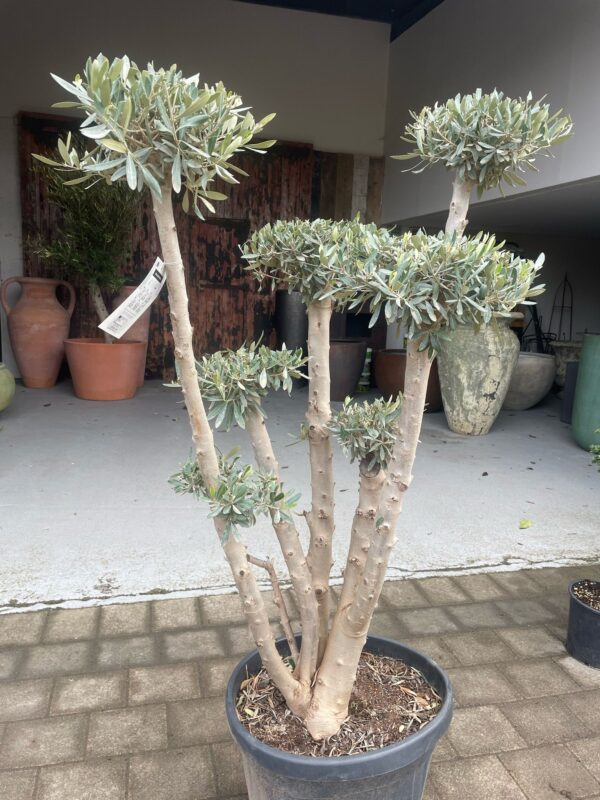 Olea europaea / Olive Multiball