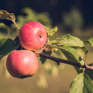 Malus nano 'garden sun red' dwarf apple
