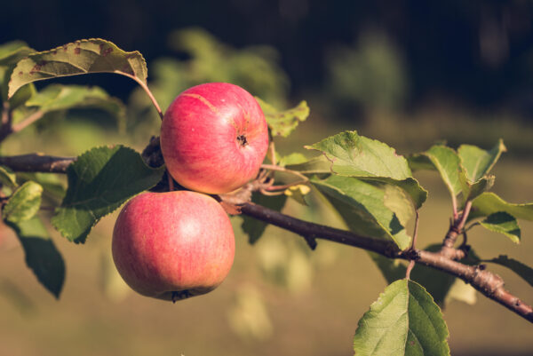 Malus nano 'garden sun red' dwarf apple