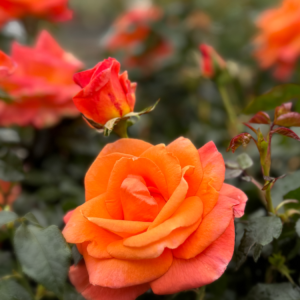 Rosa 'mamma mia'