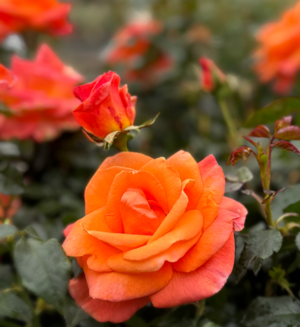 Rosa 'mamma mia'