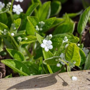 Omphalodes verna 'alba'