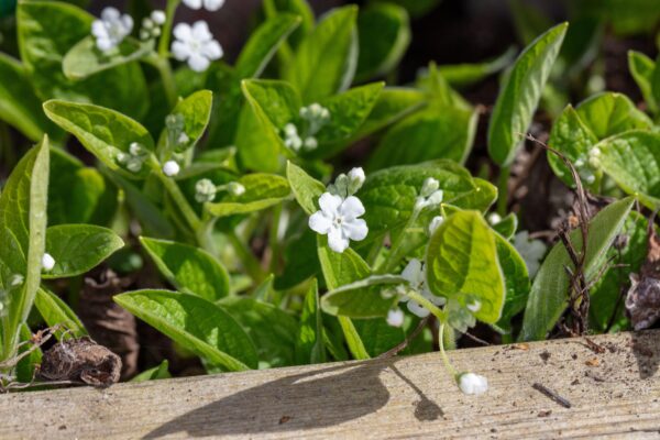 Omphalodes verna 'alba'