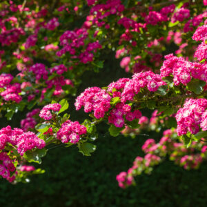 Crataegus media 'Pauls Scarlet' multistem