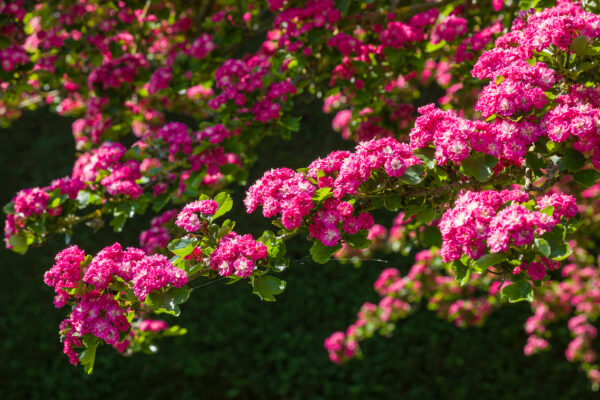 Crataegus media 'Pauls Scarlet' multistem