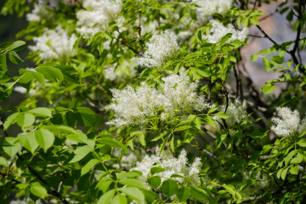 Fraxinus ornus specimen multistem