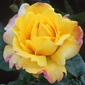 Rosa 'Chinatown'