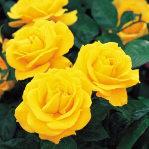 Rosa 'golden wedding'