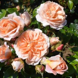 Rosa 'It's a Wonderful Life'