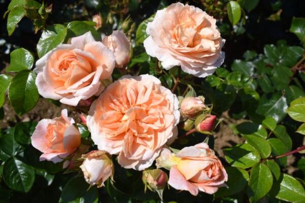 Rosa 'It's a Wonderful Life'