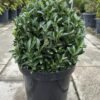 Euonymus japonicus 'Green Spire' Ball - 7.5L 30-35cm