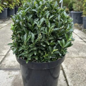 Euonymus japonicus 'Green Spire' Ball