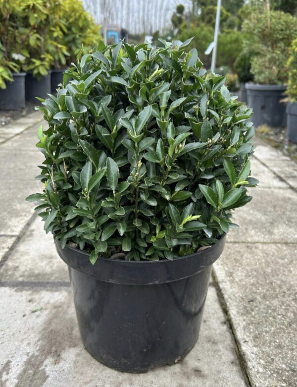 Euonymus japonicus 'Green Spire' Ball