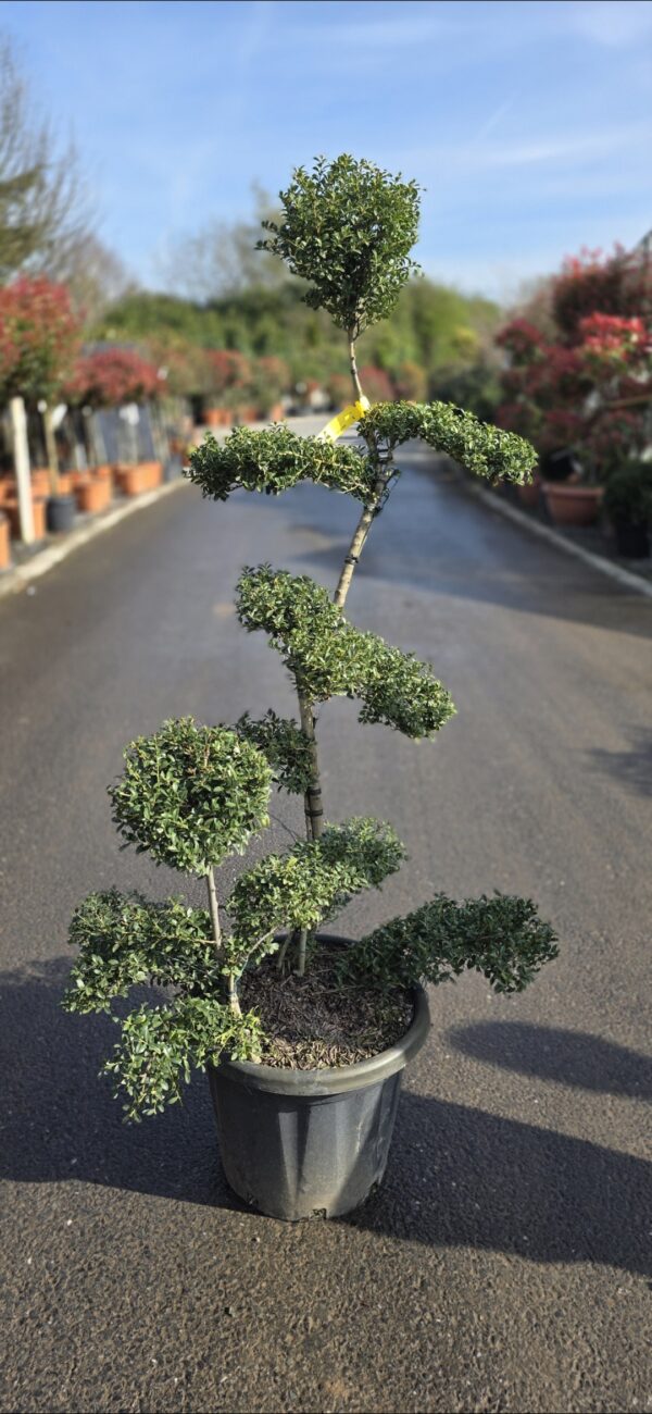 Ilex crenata Bonsai - Image 2