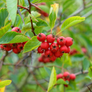 Crataegus prunifolia 'splendens' specimen multistem