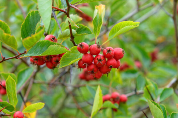 Crataegus prunifolia 'splendens' specimen multistem