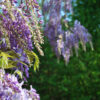 Wisteria 'cascade' - 90L 500-600cm tall