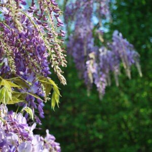 Wisteria 'cascade'