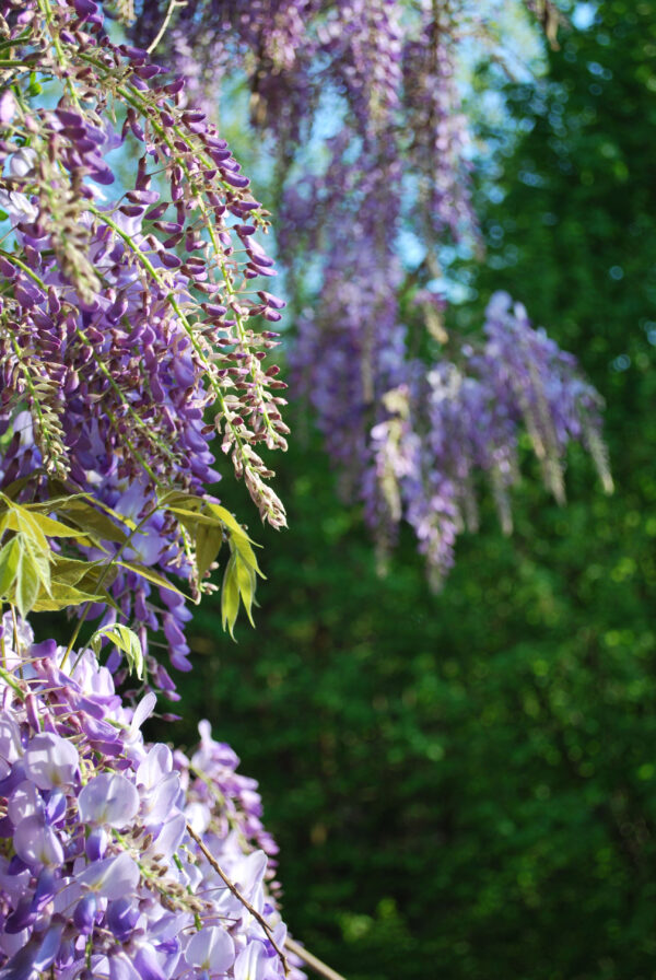 Wisteria 'cascade'