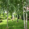 Betula pendula - Standard Trees - 18-20cm girth, 5-6m tall, Standard, Rootballed