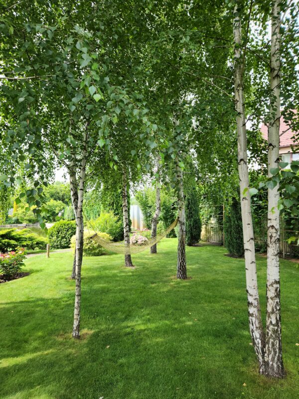 Betula pendula - Standard Trees
