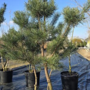 Pinus sylvestris specimen multistem