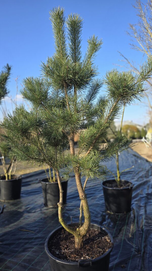 Pinus sylvestris specimen multistem