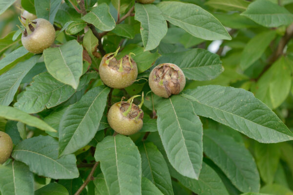 Mespilus Germanica Westerveld specimen multistem - Image 2