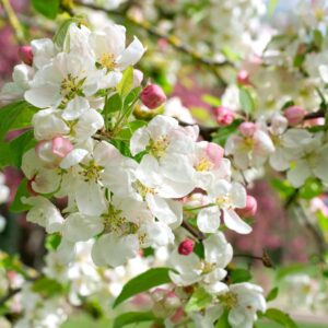 Malus 'Evereste' Specimen Multistem