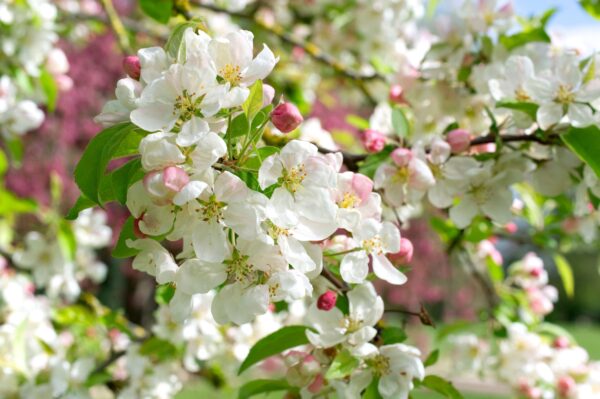 Malus 'Evereste' Specimen Multistem