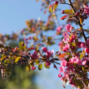 Malus toringo 'Scarlett' Specimen Multistem