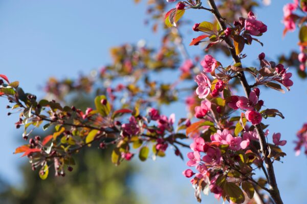 Malus toringo 'Scarlett' Specimen Multistem