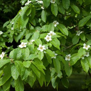 Mespilus Germanica Westerveld specimen multistem