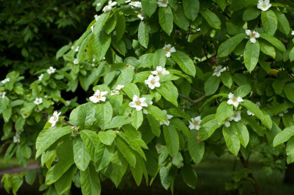 Mespilus Germanica Westerveld specimen multistem