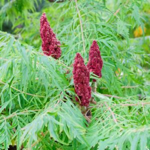 Rhus Dissecta Specimen Multistem