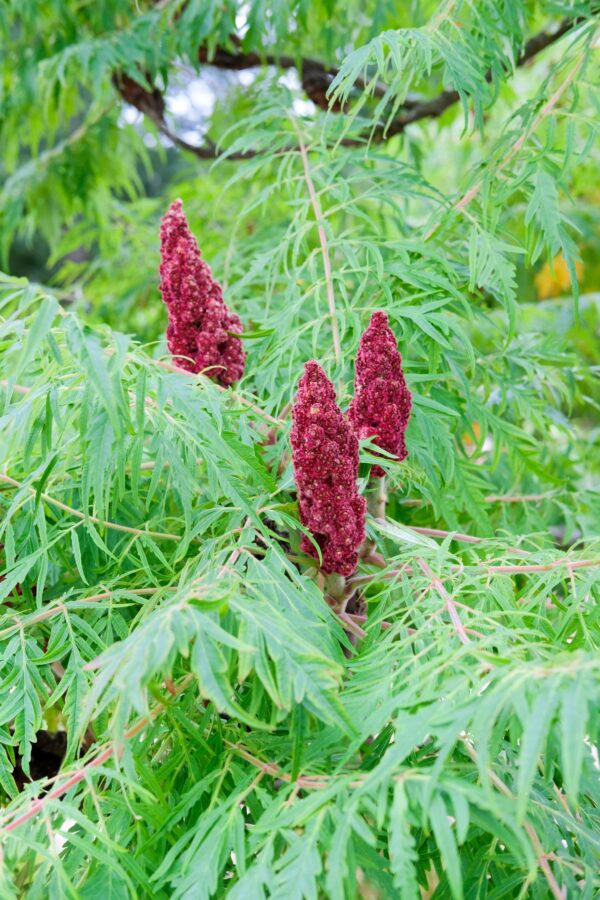 Rhus Dissecta Specimen Multistem