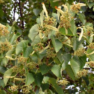 Tilia henryana specimen multistem