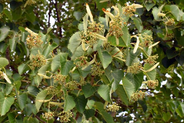 Tilia henryana specimen multistem
