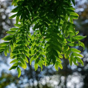 Gleditsia tricanthos 'shademaster' specimen multistem