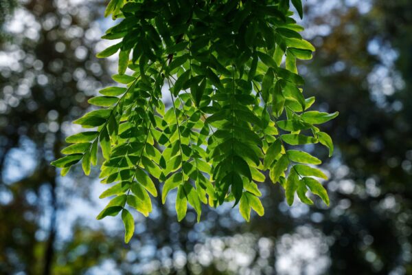 Gleditsia tricanthos 'shademaster' specimen multistem